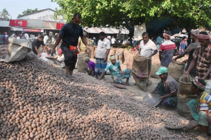 Joypurhat Potato Pic