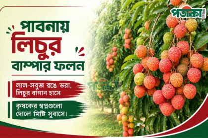 পাবনায় লিচুর ফলনে চাষির মুখে রসালো হাসি
