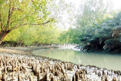 Sundarban