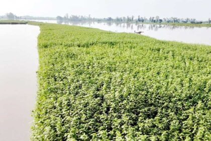 Jamuna Bangali River